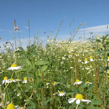 Semesterbostad Riverside Mansion La-Roche-en-Ardenne